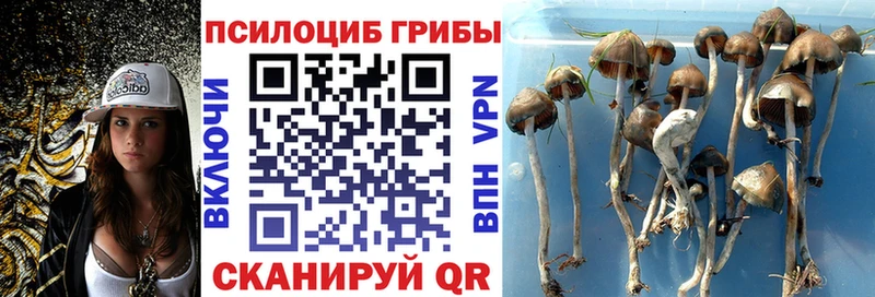 Галлюциногенные грибы Psilocybine cubensis  Купить закладки  Усть-Лабинск 